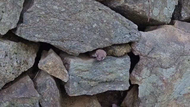 돌틈 사이에서 머리를 내밀고 있는 무산쇠족제비. 국립공원공단 제공