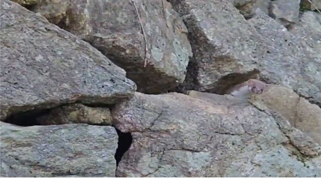 8년 만에 포착된 무산쇠족제비. 국립공원공단 제공