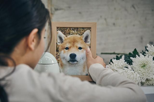 반려동물의 장례를 치르는 마음은 반려동물을 키우지 않으면 잘 모른다. 죽음을 기리고 마음의 위안을 구한다는 장례의 본질은 사람이나 동물이나 다르지 않다. 게티이미지뱅크
