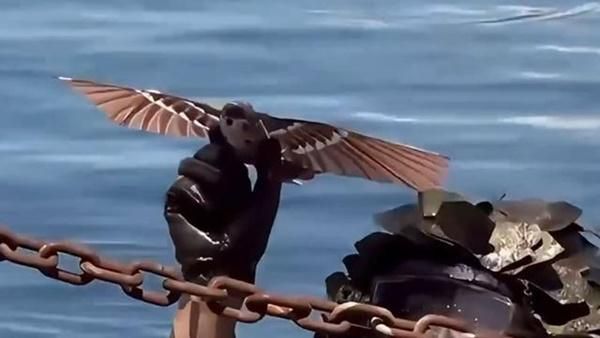 중국 인민해방군이 실전에 투입한 비둘기를 닮은 드론. X 캡처