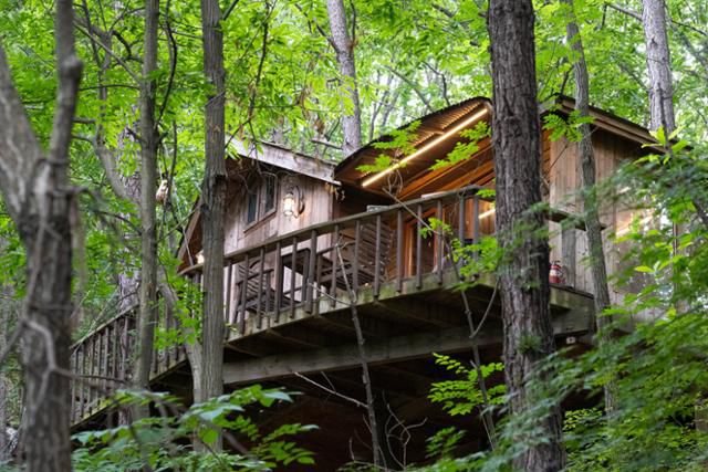 경기 평택시 '트리하우스'의 허클베리.