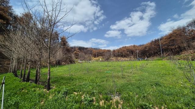 5월 8일 안동시 길안면 대곡2리에 위치한 강석구씨의 대곡농원 일부. 잡초로 가득해진 가운데 호두나무 등 나무들이 앙상하게 말라 있다. 밭을 둘러싼 산은 산불로 검게 타 있다. 안동=김나연 기자