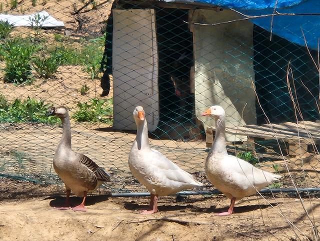 강석구씨가 대곡농원에서 기르는 거위 세 마리는 산불 당시 물웅덩이로 몸을 피해 살아남았다. 농대 축산과를 졸업한 강씨는 식물뿐 아니라 동물을 기르는 것도 좋아한다. 거위들은 난폭해 합사가 어려워, 강씨는 세 마리를 모두 '깡패'라고 부른다. 안동=김나연 기자