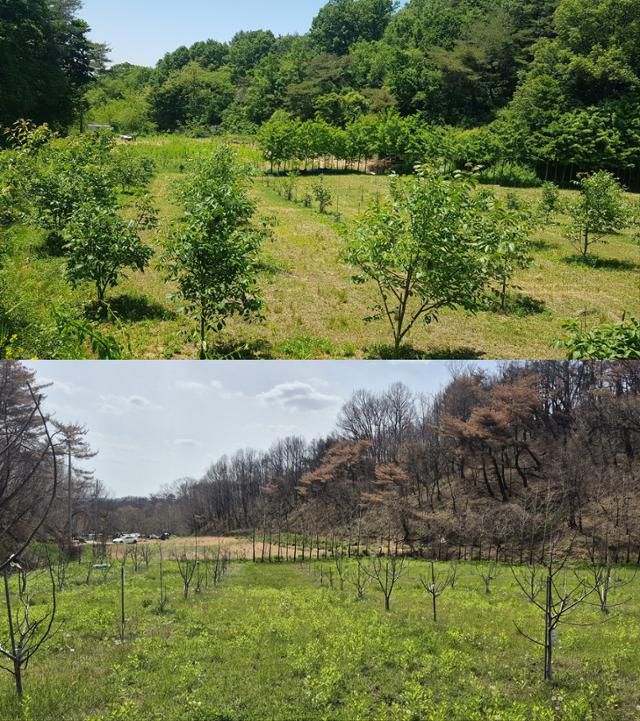 지난해 봄과 올해 5월 강석구씨의 호두나무 밭 모습. 작년 봄 풍성하게 잎을 틔웠던 강석구씨의 호두나무 밭(위 사진)은 산불이 지나간 뒤인 올해 검고 앙상한 나무들로만 가득했다. 강씨 제공·김나연 기자