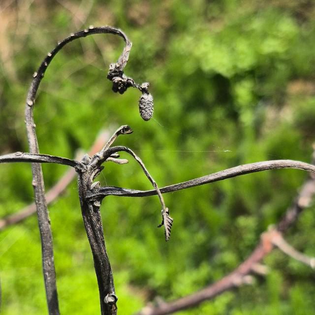 안동 길안면 대곡2리에 위치한 강석구씨의 밭에 심긴 호두나무 가지와 꽃눈이 검게 말라붙어 있다. 죽은 나뭇가지 사이에 거미줄이 걸려 있다. 안동=김나연 기자