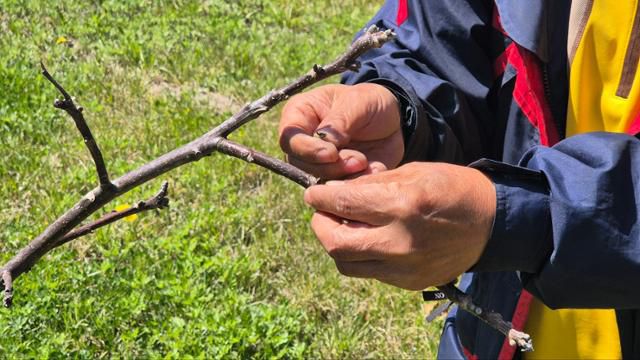 강석구씨가 4월 30일 안동시 길안면 대곡2리에 위치한 자신의 밭에 심어놓았던 호두나무 가지를 꺾어보고 있다. 꺾인 가지의 안쪽 단면이 메말라 있다. 안동=김나연 기자