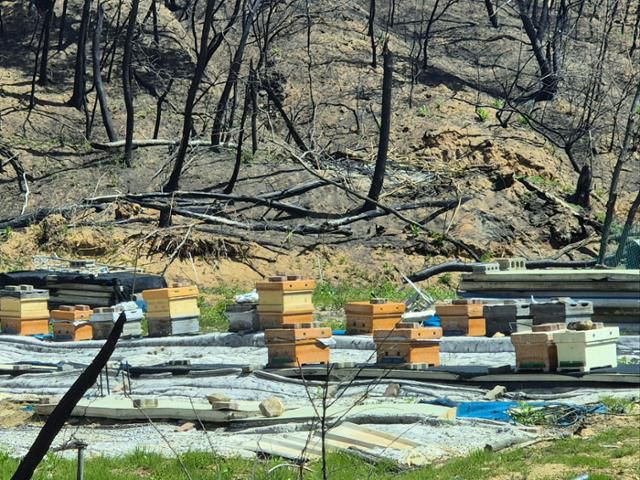 강석구씨가 벌을 키웠던 벌통들 뒤로 새까맣게 탄 산이 보인다. 벌통 33개에 든 벌들은 산불에 전부 죽었다고 강씨는 말했다. 안동=김나연 기자