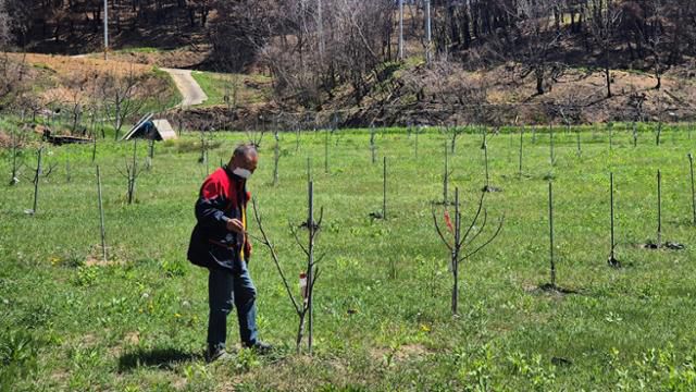 강석구씨가 4월 30일 안동 길안면 대곡2리에 위치한 호두나무 밭에서 마른 가지를 만지고 있다. 경북 산불이 이곳을 덮친 3월, 뜨거운 열기에 휩싸였던 호두나무들은 한 그루도 살아남지 못했다. 안동=김나연 기자