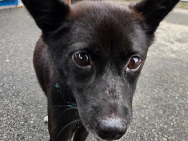 조심스러운 성격이지만 조금씩 마음의 문을 열고 있는 쇼콜라. 위액트 제공