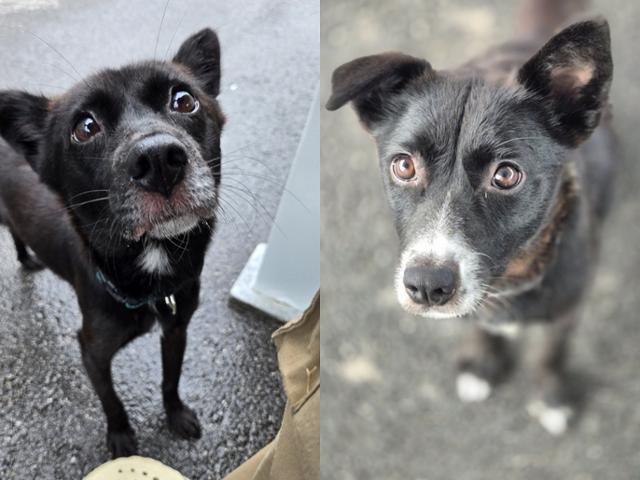 가족을 기다리는 쿠크(오른쪽)와 쇼콜라. 위액트 제공