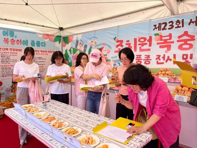 '가장 선호하는 품종은...' 25일 세종 조치원에서 열린 복숭아축제에서 소비자평가단이 조치원복숭아 품종을 평가하고 있다. 세종시 제공