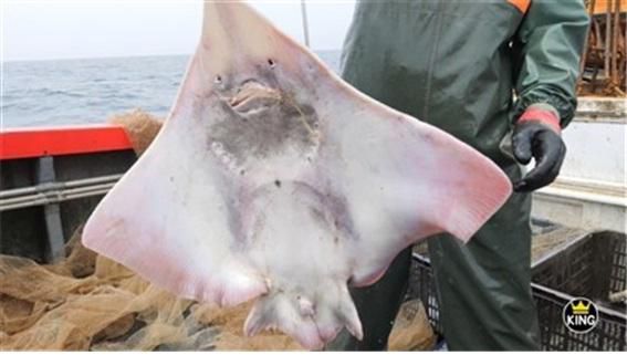 인천 옹진군 대청도의 한 어민이 홍어를 들어 보이고 있다. 인천시 제공