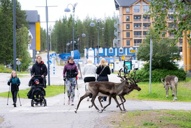 키틸라 레비 스키 리조트에 출몰한 순록.