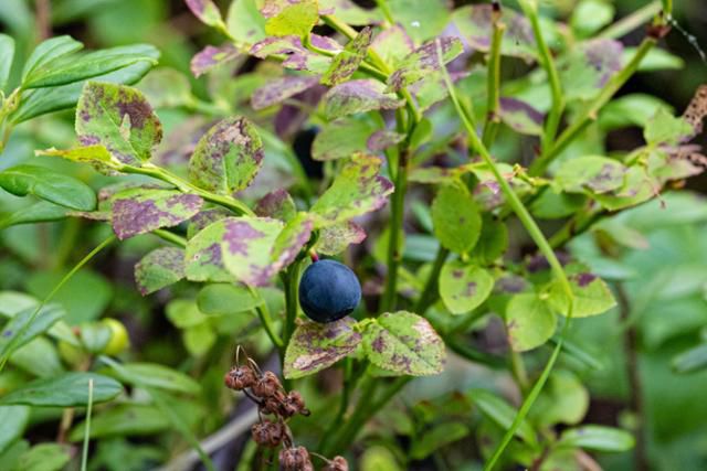 키틸라 아에케누스호변 자작나무숲의 빌베리.