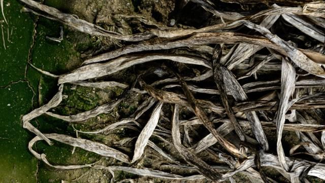 버티고 버티다 결국 농사를 포기한 이들이 생겨났다. 강릉 송정동 하평들의 한 대파밭에 어린 대파가 누렇게 말라비틀어진 채 바닥에 쓰러져 있다. 강릉=하상윤 기자