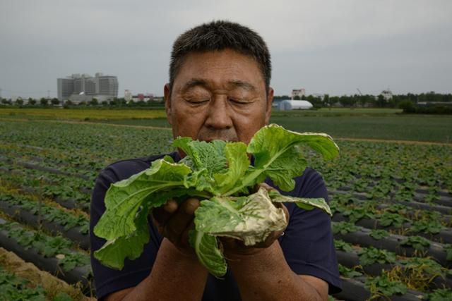 강릉 송정동 농민 김태준씨가 잎을 틔우기 시작한 배추를 뽑아 보이고 있다. 김씨는 농민으로서 절박한 마음으로 가뭄을 버티고 있다라고 말했다.