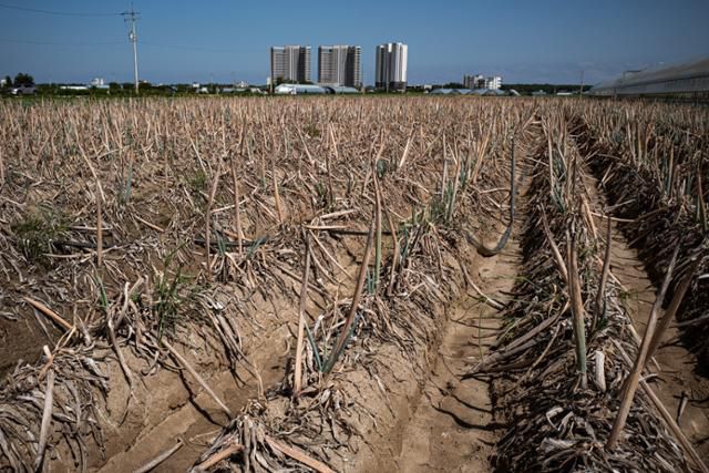 강릉 송정동 하평들의 한 대파밭이 가뭄 앞에 속수무책으로 말라붙어 있다. 강릉=하상윤 기자