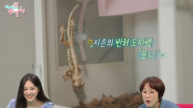 한지은이 '전지적 참견 시점'에서 일상을 공개했다. 해당 방송 프로그램 속 그는 반려 도마뱀인 모니와 시간을 보냈다. MBC 캡처