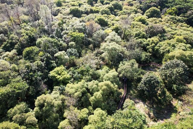 전북 고창군 운곡습지에는 버드나무와 은사시나무를 비롯해 다양한 수목이 밀림을 이루고 있다. 한국일보 자료사진