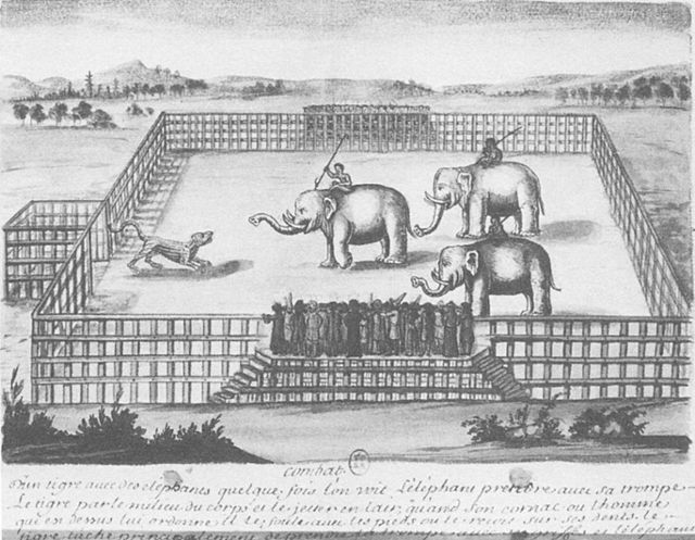 호랑이와 코끼리가 맞붙어 싸우는 태국 아유타야의 경기장을 그린 1680년대 프랑스 소묘. 글항아리 제공