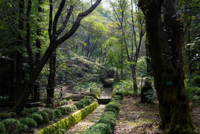 서울대학교 관악(안양)수목원 진달래길에서 바라본 숲. 서울대 수목원은 정돈되기보다는 다소 거칠다.