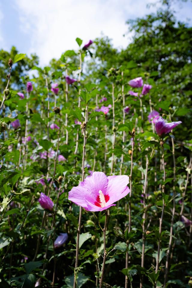 서울대학교 관악(안양)수목원의 무궁화가 곧게 자라 있다.