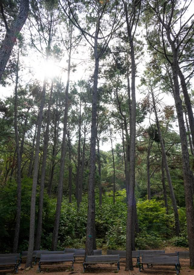 서울대학교 관악(안양)수목원 리기테다소나무 군락이 하늘 높이 뻗어 있다.