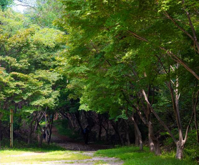 서울대학교 관악(안양)수목원 단풍나무길의 초입.