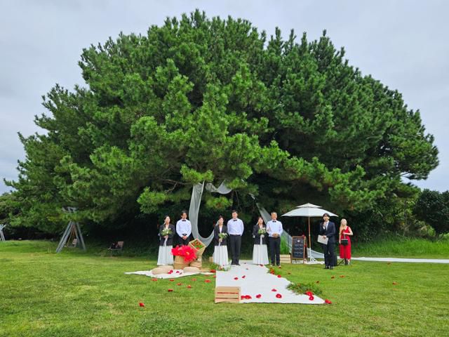 지심도는 섬 절반 이상을 동백나무가 뒤덮고 있어 '동백섬'으로도 불린다. 동백이 피는 계절이 아니어서 이날 결혼식은 푸른 소나무를 배경으로 진행됐다. 거제=박은경 기자
