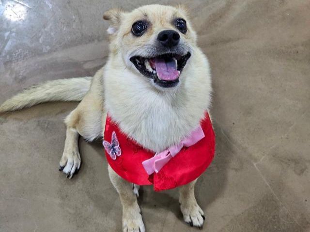 서울 강서구 화곡동 팅커벨프로젝트 입양센터에서 지내고 있는 행운이가 이달 초 추석 명절을 맞아 한복을 입은 모습. 팅커벨프로젝트 제공