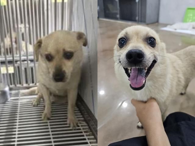 재개발 지역을 떠돌던 개 행운이의 구조 전과 후의 모습. 구조된 이후 환한 미소를 되찾았다. 팅커벨프로젝트 제공