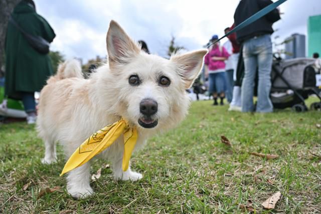 19일 서울 서초구 반포한강공원에서 열린 '제2회 동물행복페스타'에서 반려인과 반려동물이 뛰놀고 있다. 정다빈 기자