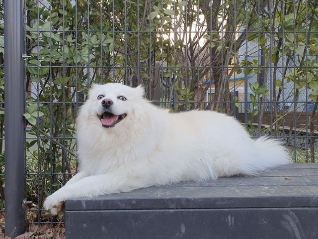 전 보호자에게 학대받았지만 해맑은 성격의 모찌. 동물권단체 하이 제공