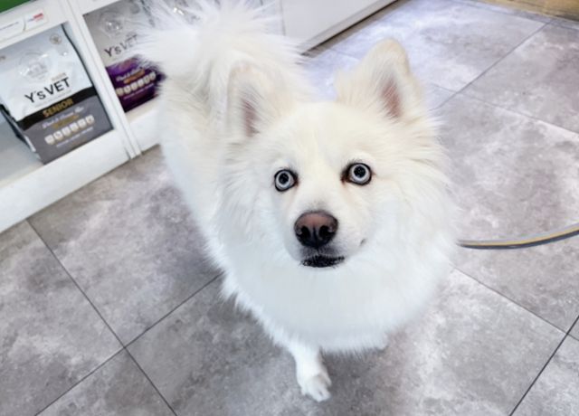 사람을 좋아하고 다른 개 친구들과도 잘 지내는 모찌. 동물권단체 하이 제공