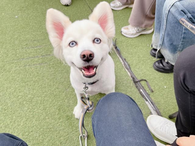 미용(털 깎이)을 했을 때 모습. 동물권단체 하이 제공