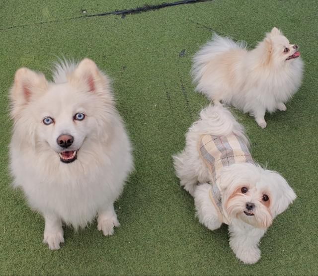 다른 개들과도 잘 지내는 매너견 모찌. 동물권단체 하이 제공