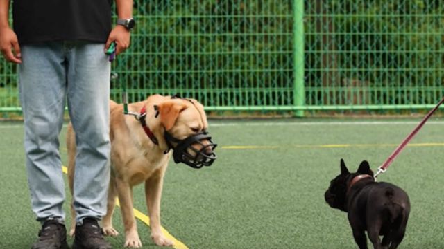 맹견을 대상으로 기질평가를 하는 모습. 경남도 제공