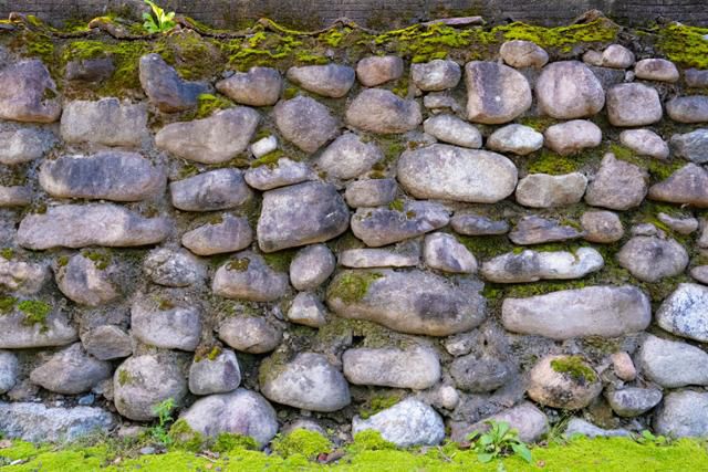 돌담의 바위 사이사이에 초록 이끼가 자라 있다.