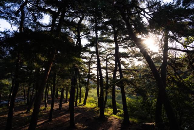 상도문 돌담마을의 송림 사이로 아침 햇살이 내리쬐고 있다.