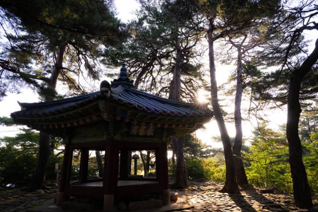 상도문 돌담마을 '학무정'을 높이 솟은 소나무가 둘러싸고 있다.