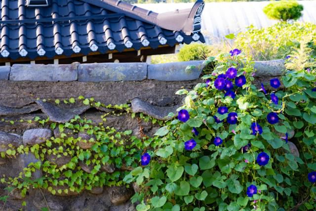 나팔꽃이 활짝 핀 상도문의 돌담 뒤로 푸른 기와지붕이 보인다.