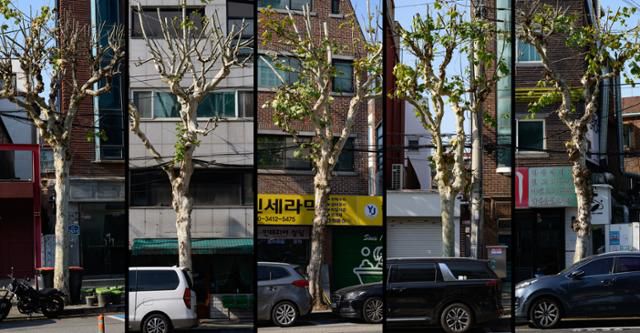 서울 마포구 연남동 거리의 플라타너스 수관부 모습. 하나같이 강전정에 의해 가지 대부분이 잘려나간 상태다.