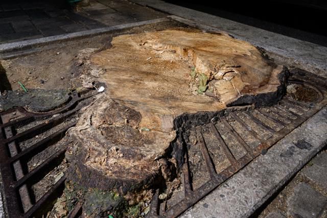 관리 없이 방치된 수목보호판은 올가미로 변하고 결국 나무의 생존을 위협한다. 마포구 연남동 거리의 한 플라타너스가 돌처럼 굳어버린 토양 위에서 수목보호판에 의해 줄기가 조여진 채 고사했다. 하상윤 기자