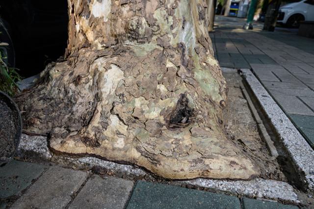 서울 마포구 연남동의 한 플라타너스가 수목보호판 없이 방치돼 있다. 비대해진 근원부가 주변 포장 위로 흘러넘친 형상을 하고 있다. 하상윤 기자