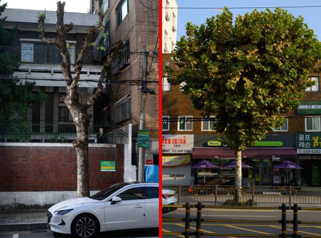 왼쪽 사진은 과도하게 가지가 잘려 있는 서울 마포구 연남동 거리의 플라타너스. 오른쪽 사진은 약 1km 떨어진 서대문구 연희동 거리의 플라타너스로, 본래 수형대로 건강하게 자라난 모습이다. 하상윤 기자