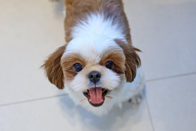 미용 실습에 동원됐던 구조견 시츄 종 달포 21일 경기 파주시 동물자유연대 온센터에서 열리는 입양행사에서 만날 수 있다. 동물자유연대 제공