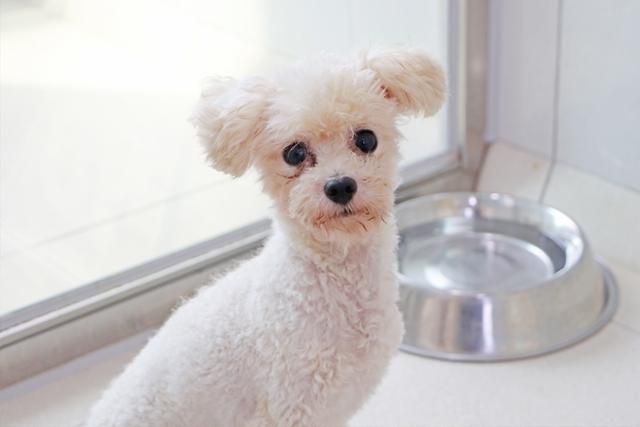 가족을 기다리는 푸들 종 핑핑이. 동물자유연대 제공