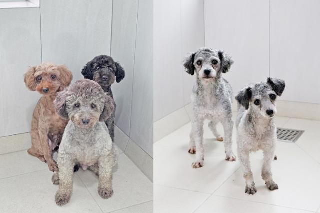 9월 미용실습에 동원되다 구조된 개들이 입양을 기다리고 있다. 동물자유연대 제공