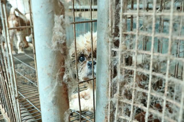 구조 당시 열악한 상황. 동물자유연대 제공