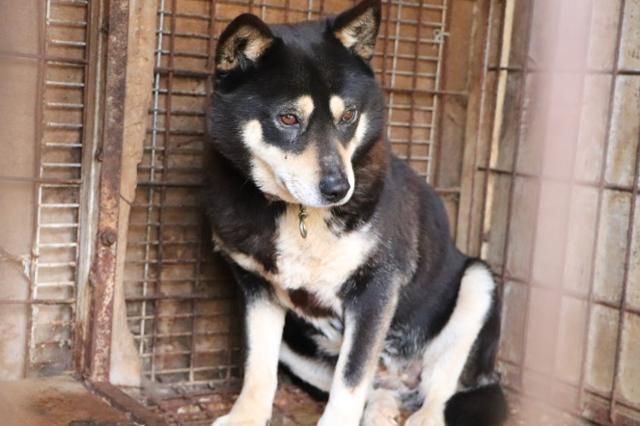 지난 2020년 경기 고양시의 한 공터에서 발견된 불법 번식장에서 사육되던 개 '다슬이'의 모습. 동물자유연대 제공